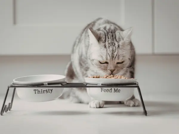 A cat with arthritis eating cat food tailored to their needs, helping alleviate feline arthritis symptoms
