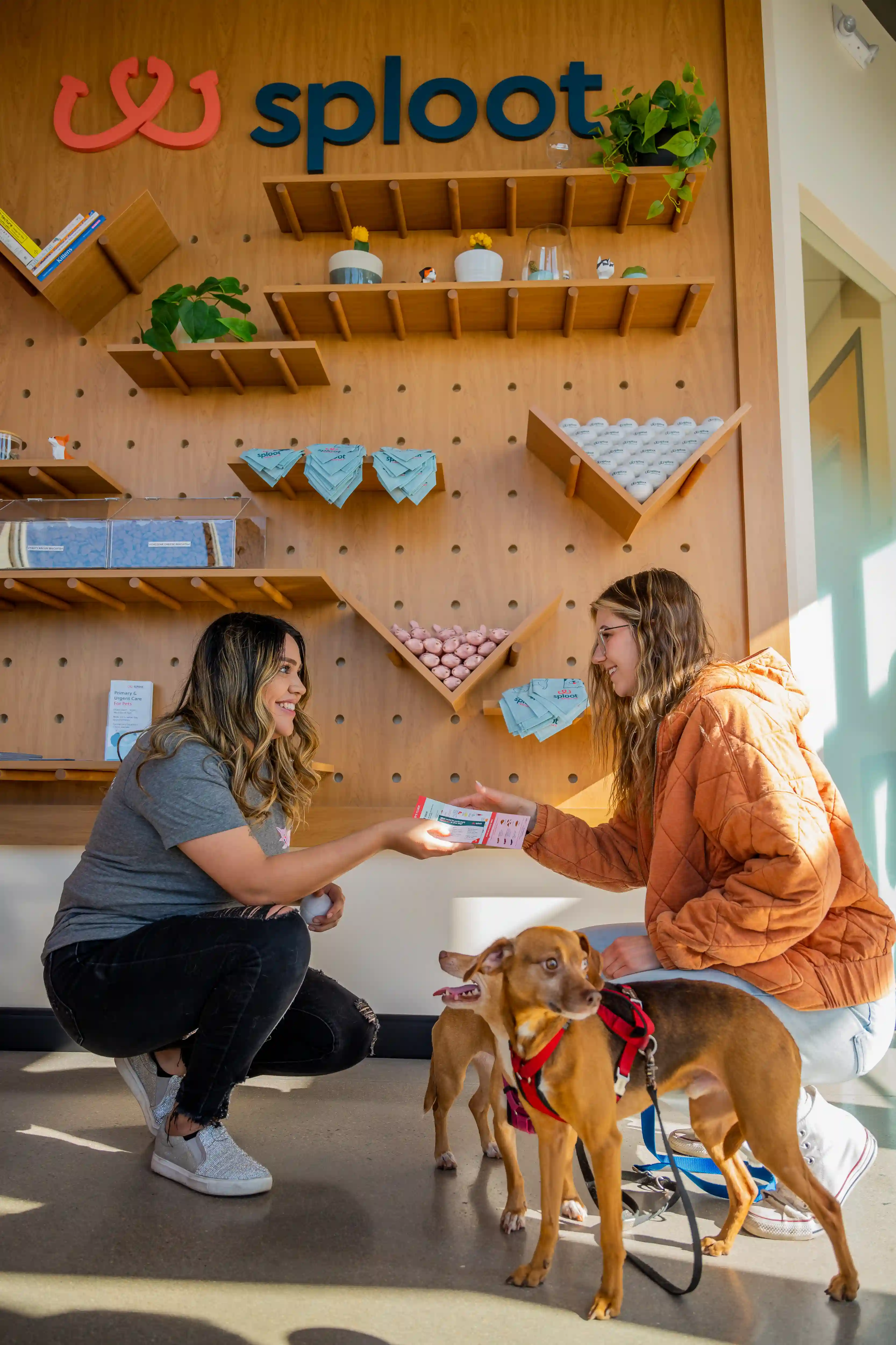 Image of veterinarian with brown