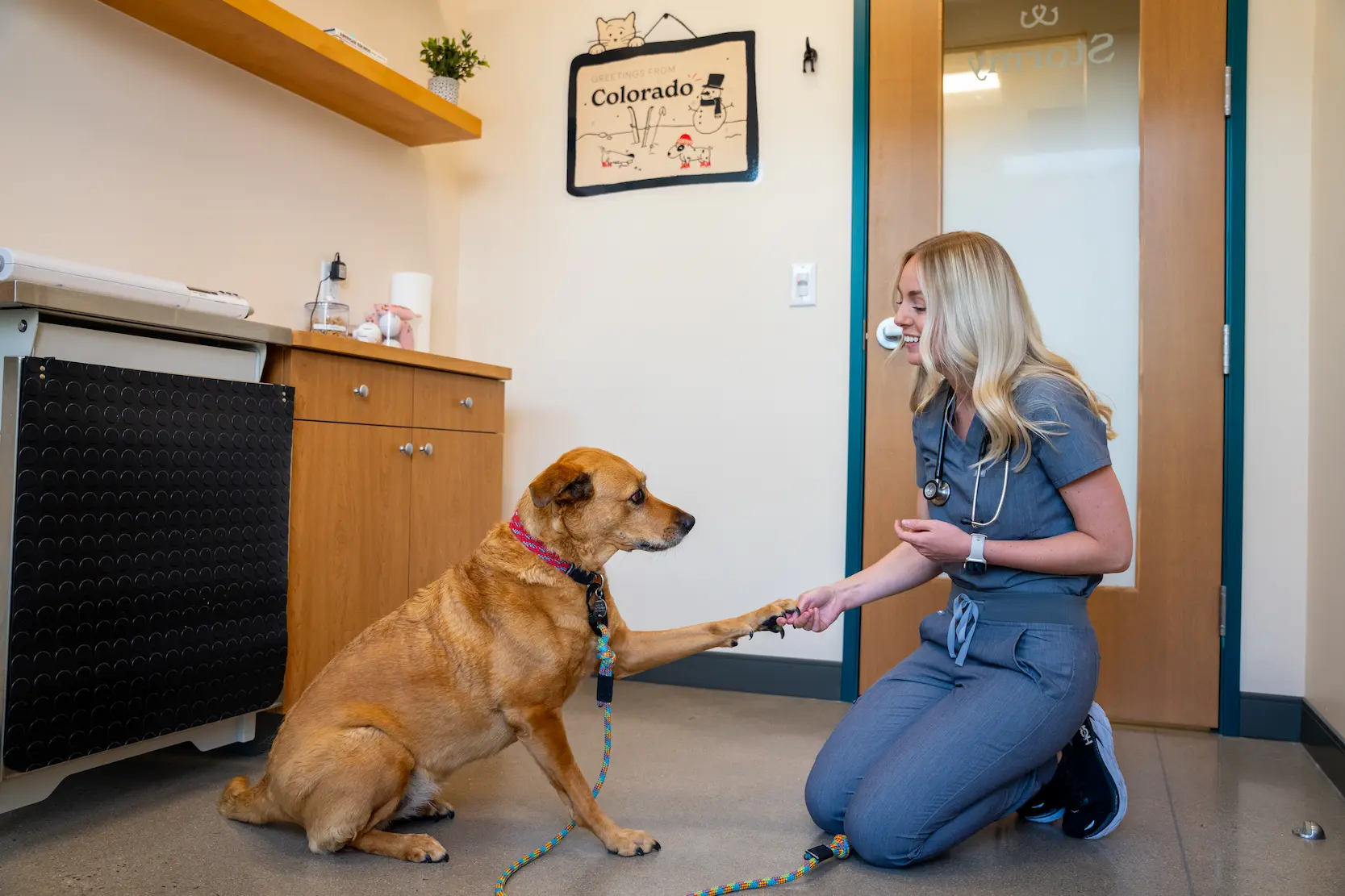 Front desk at the receiving area of Sploot Veterinary Care - 9+CO clinic
