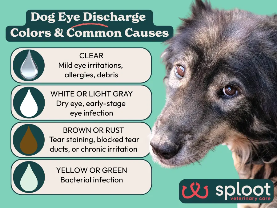 A simple infographic showing the different eye discharge colors present in dog eye infections or mild irritations and their likely causes