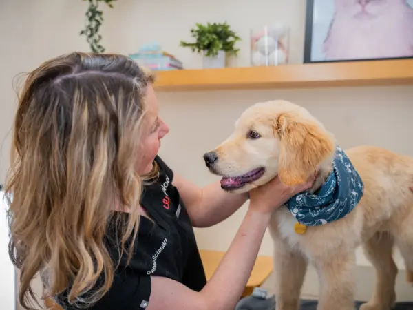 A new puppy vet visit at Sploot Vets, a vet clinic in Chicago, Denver, and Colorado Springs
