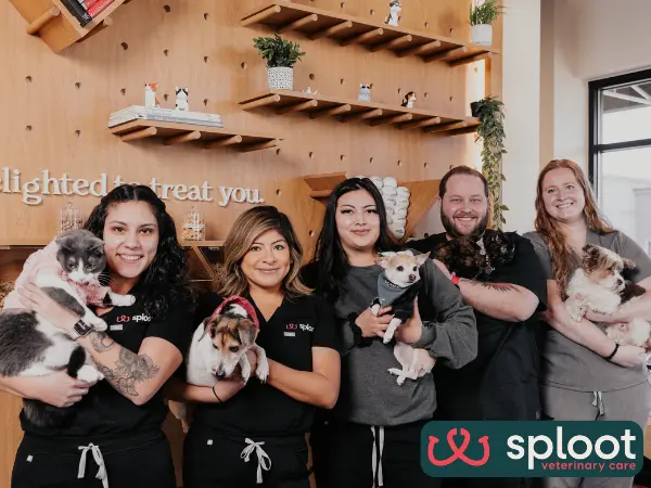 A photo of the medical team of Sploot Veterinary care, a vet clinic in Denver, Colorado Springs, and Chicago, offering transparent information on the cost to spay or neuter a dog