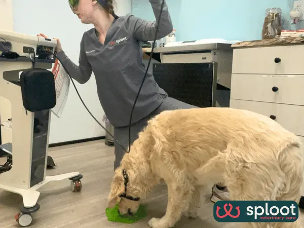 One of the veterinary technicians at Sploot, a vet clinic in Denver, Colorado Springs, Salt Lake City, and Chicago, preparing for a cold laser therapy session for dogs
