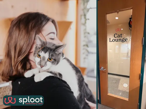 A photo of a cat brough to Sploot Veterinary Care, a vet clinic in Denver, Colorado Springs, Salt Lake City, and Chicago, offering senior cat care veterinary services, with a Fear Free environment for cats