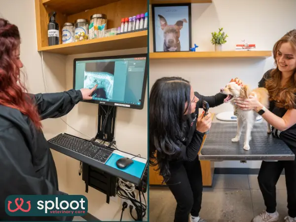 Side-by-side photos of veterinary X-ray imaging and physical examination, both of which can be used to diagnose foxtails in dogs
