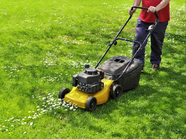 A photo of a pet parent mowing their lawn, one of the ways to prevent foxtail injuries in dogs