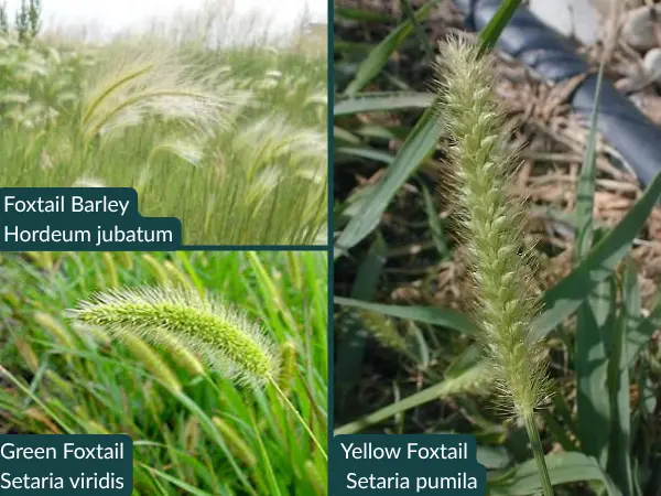 A photo of Foxtail Barley, Yellow Foxtail, and Green Foxtail, examples of foxtail grasses that can harm dogs