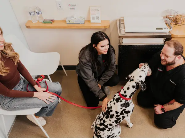 A photo of a dog brought to Sploot Veterinary Care, a vet clinic in Denver, Colorado Springs, Chicago, and Salt Lake City, offering all-in-one care, including removing foxtails from dogs
