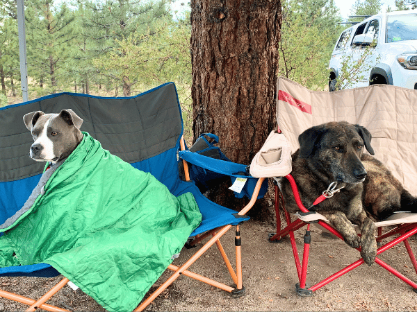 Two dogs relaxing at a campsite, representing camping with a dog or how to camp with a dog
