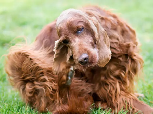 A floppy eared dog shaking head and scratching their ears due to an ear infection or ear mites, requiring veterinary care