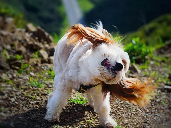 A dog shaking their head a lot due to a possible ear infection or ear mites, requiring veterinary care
