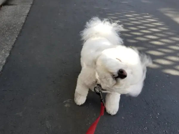 A dog shaking their head a lot due to recurring ear infections triggered by food allergies or seasonal allergies
