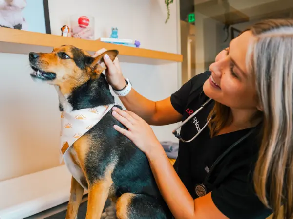 A dog shaking their head a lot and brought to Sploot Veterinary Care, one of the best dog veterinarians in Denver, Colorado Springs, Chicago, and Salt Lake City