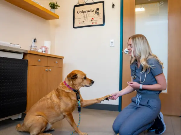 A dog shaking their head a lot and getting a physical exam at Sploot Veterinary Care, one of the best vet clinics in Denver, Colorado Springs, Chicago, and Salt Lake City