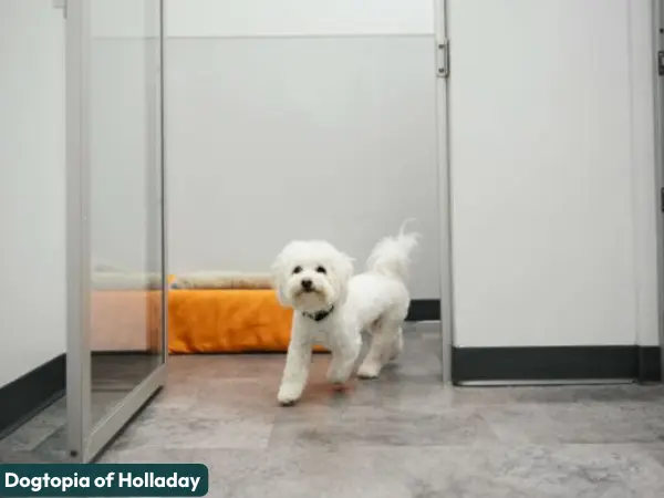 A happy dog in Dogtopia of Holladay, one of the top-rated dog boarding facilities in Holladay, near Salt Lake City, Utah