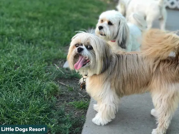 A group of small dogs playing in Little Dogs Resort, one of the top-rated dog boarding facilities in Salt Lake City, Utah