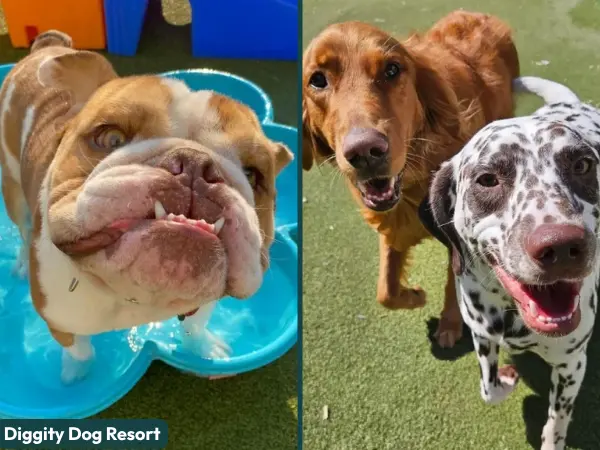 A collage of dogs playing in Diggity Dog Resort, one of the top-rated dog boarding establishments in Salt Lake City, Utah