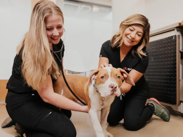 A dog getting a wellness exam and dog vaccines at Sploot Veterinary Care, one of the best dog veterinarians in Salt Lake City