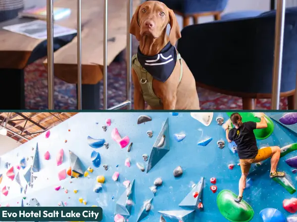 A collage of a dog at check-in and the wall climbing studio at Evo Hotel, one of the dog-friendly hotels in Salt Lake City, Utah