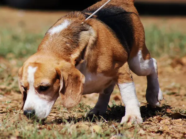 A dog sniffing the ground, representing frequent urination, one of the dog UTI symptoms to watch out for
