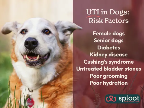 A simple infographic showing the risk factors that makes dogs more susceptible to UTI in dogs