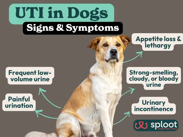 A simple infographic showing the different dog UTI symptoms