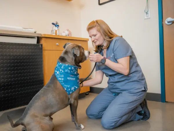 A vet visit to screen for suspected UTI in dogs, one of the health issues treated at Sploot Veterinary Care. one of the best dog veterinarians in Denver, Colorado Springs, Salt Lake City, and Chicago