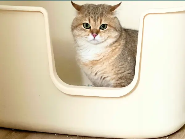 A photo of a cat inside a litter box, representing straining to pee, one of the common cat UTI symptoms