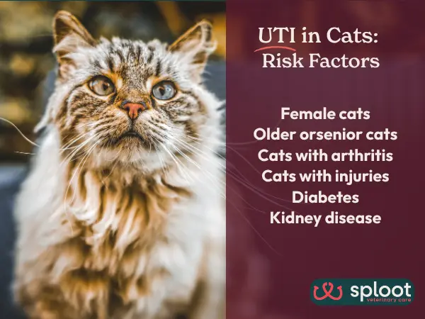 An older female cat next to an infographic showing the risk factors of cat UTI or feline urinary tract infection