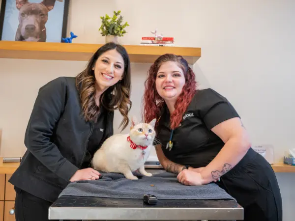 A photo of a cat’s vet visit at Sploot, a cat veterinarian that treats cat UTI among other feline health conditions, with vet clinics in Denver, Colorado Springs, Salt Lake City, and Chicago