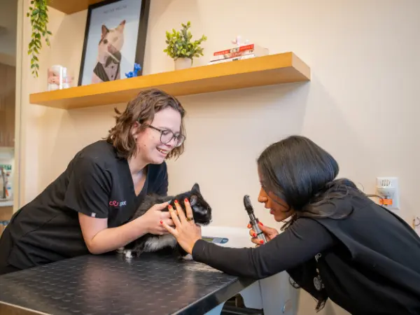 A photo of a cat’s vet visit at Sploot, a Fear Free cat veterinarian that treats cat UTI among other feline health conditions, with vet clinics in Denver, Colorado Springs, Salt Lake City, and Chicago
