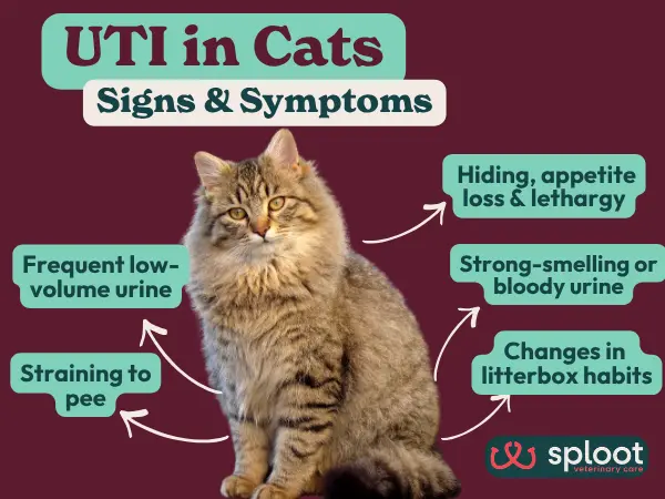 A simple infographic showing common cat UTI symptoms that need treatment, including hiding, strained urination, urinary incontinence, and more