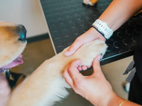 A close-up of a veterinarian holding a dog’s paw, representing veterinary care which can be eligible for dog insurance reimbursements