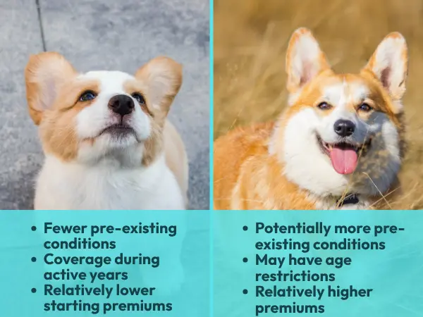 A simple infographic showing a side-by-side list of the benefits of getting dog insurance earlier next to the possible consequences of getting dog insurance later