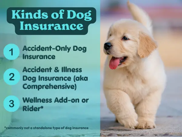 A simple infographic listing the main types of dog insurance