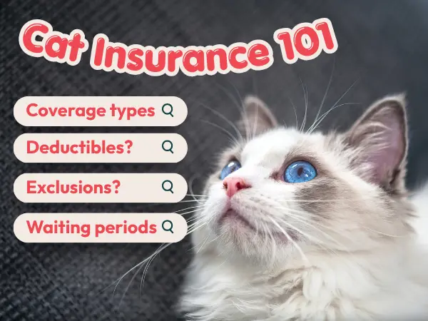 A cat looking up at the words ‘cat insurance’ with texts saying “coverage types”. Exclusions”, “deductibles”, and “waiting periods” to represent important details in cat health insurance