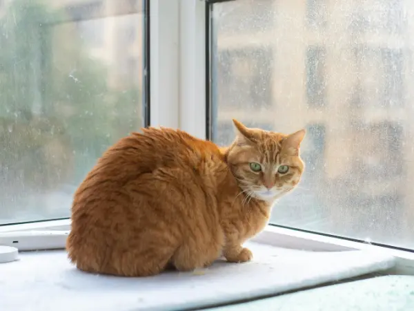 An indoor cat perched beside the window, representing indoor cats that can also benefit from cat insurance similar to outdoor cats