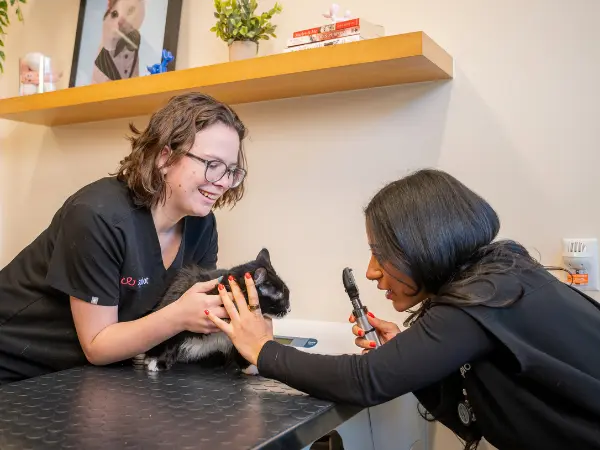 A pet parent bringing their cat to Sploot Veterinary Care for a wellness exam, a preventative care service that may be covered in wellness add-ons of cat insurance