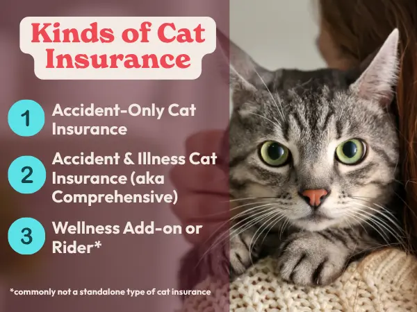 A simple infographic listing the main types of cat health insurance