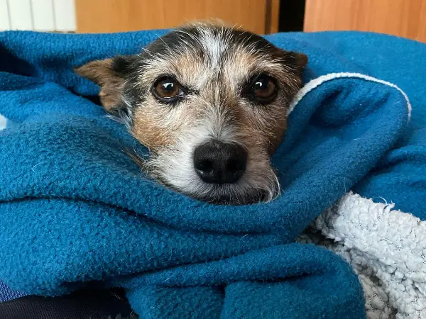 A photo of a dog bundled in blankets, representing dog shaking or dog shivering