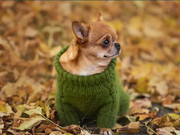 A photo of a chihuahua wearing a sweater, representing cold weather, which can cause dog shaking or dog shivering