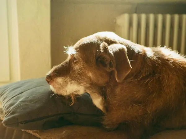 A photo of a senior dog that is prone to dog shaking or dog shivering