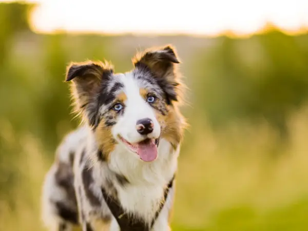 An example of a dog breed that is prone to shaking due to having a high prey drive that can be at times frustrated