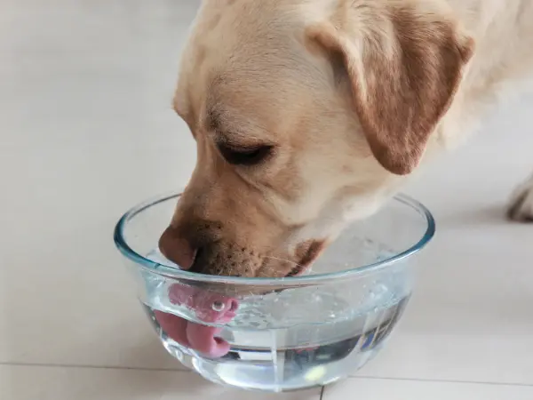 A photo of a dog drinking, which represents increased thirst, one of the symptoms of a hormonal disorder, Cushing’s disease, that can also lead to a dog shaking, shivering, or trembling