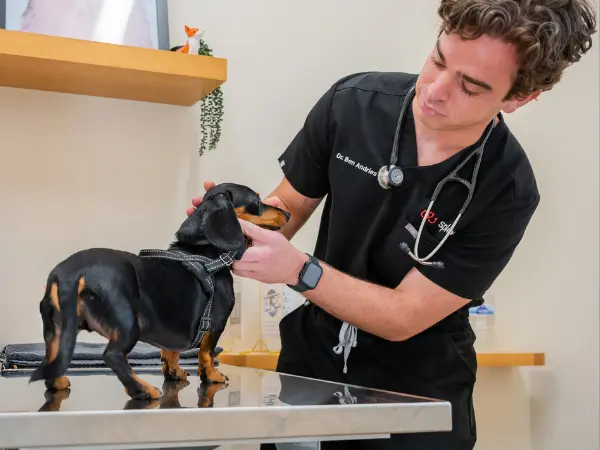 A dog brought to Sploot Veterinary Care, a full-service vet clinic in Denver, Chicago, Salt Lake City, and Colorado Springs, treating various symptoms including dog shaking