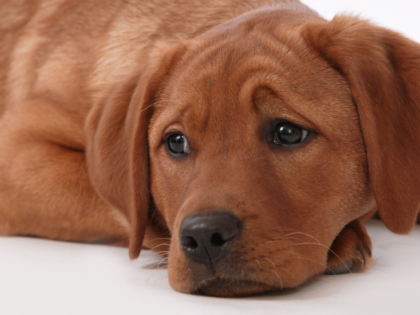 A sad dog, representing pain or injury which can cause dogs to shake or shiver
