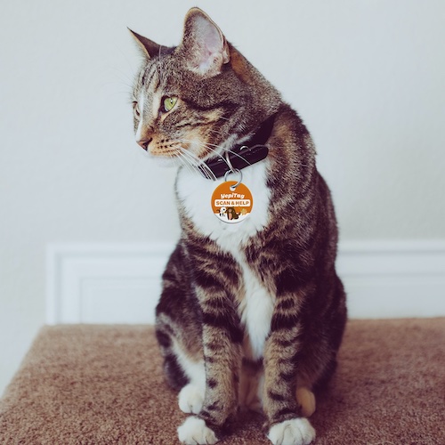 grey and white cat wears a collar with the YepiTag pet tag