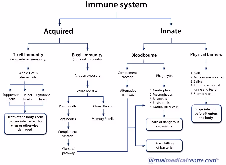 A flowchart of the immune system from HealthEngine: workflow diagrams