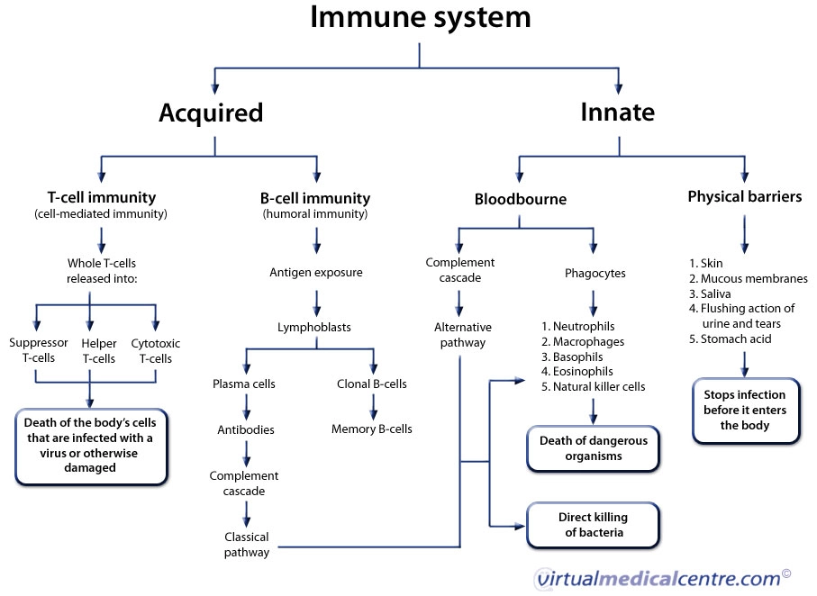 A flowchart of the immune system from HealthEngine: workflow diagrams