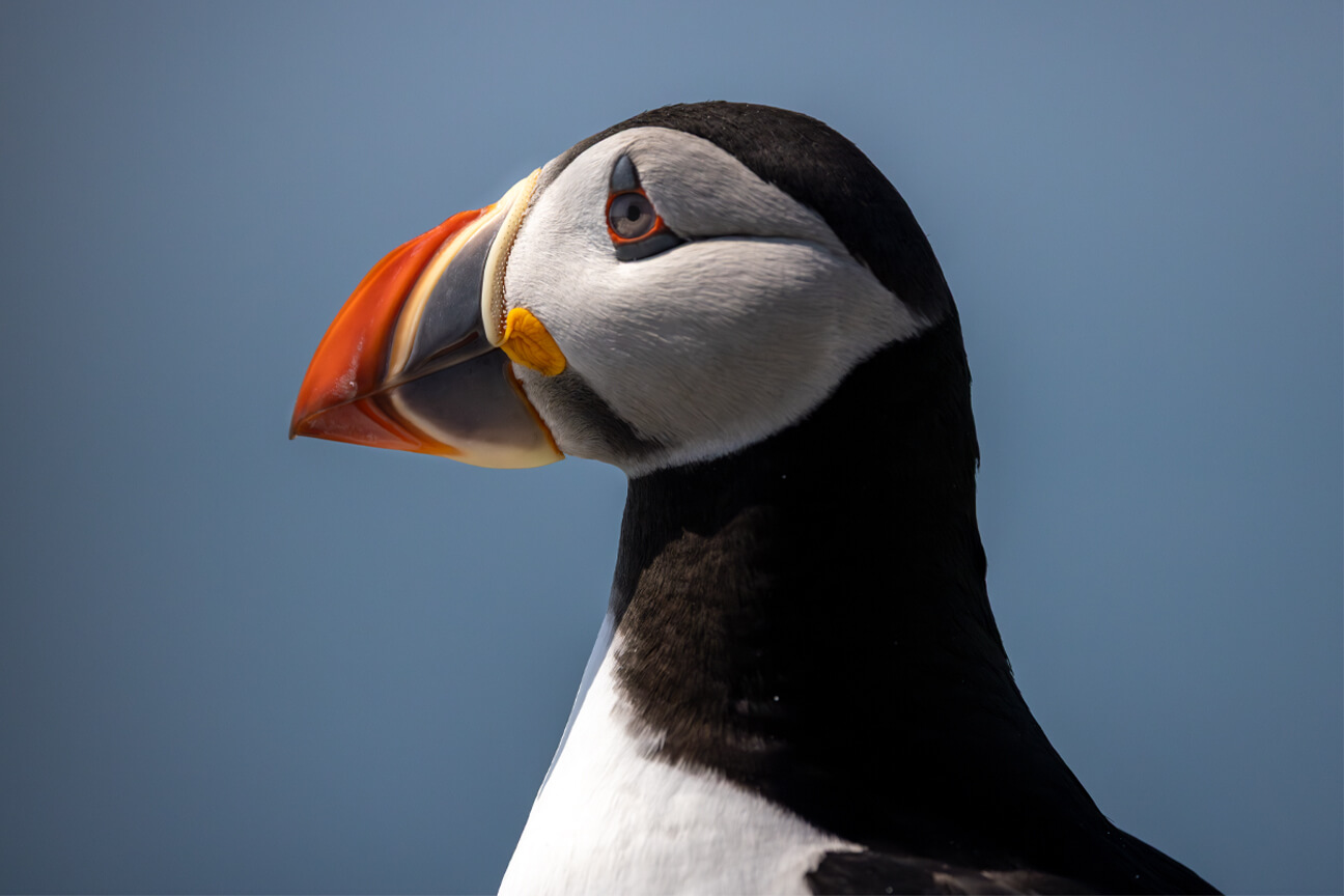 North Atlantic Puffin Portrait